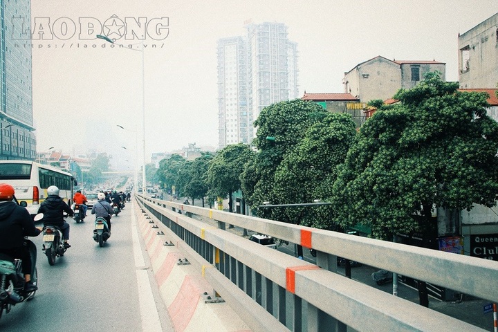 Milkwood Pine flower miasma gives Hanoians headaches - 2