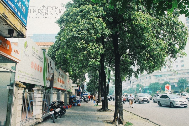 Milkwood Pine flower miasma gives Hanoians headaches - 6