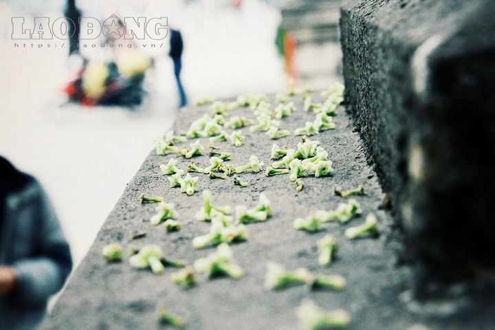 Milkwood Pine flower miasma gives Hanoians headaches - 4