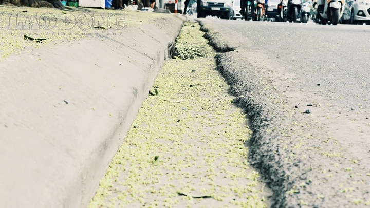 Milkwood Pine flower miasma gives Hanoians headaches - 5