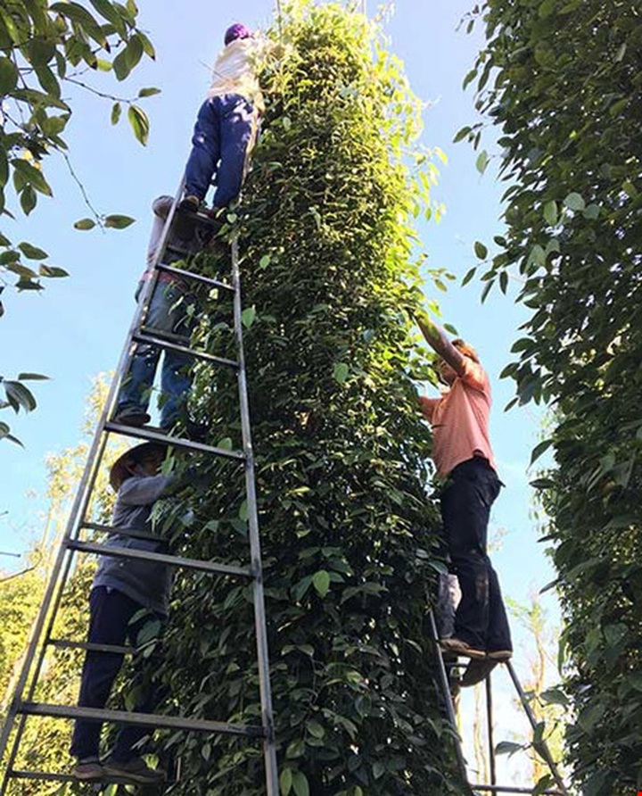 Vietnam’s pepper faces difficulties because of India’s ban - 1