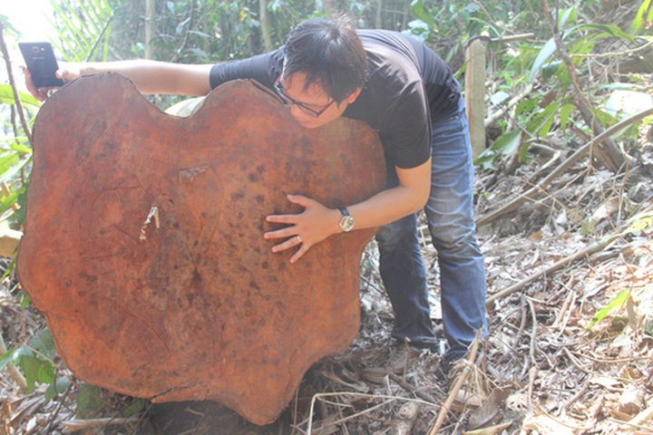 Forests enrich illegal loggers: NA deputies - 1 Forests enrich illegal loggers: NA deputies - 1