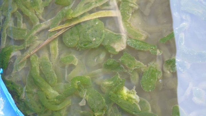 Seafood traders still count cost of Formosa disaster - 1