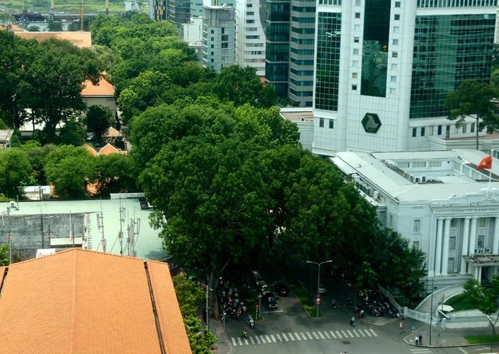 HCM City to lose iconic 150 old trees for bridge construction - 1