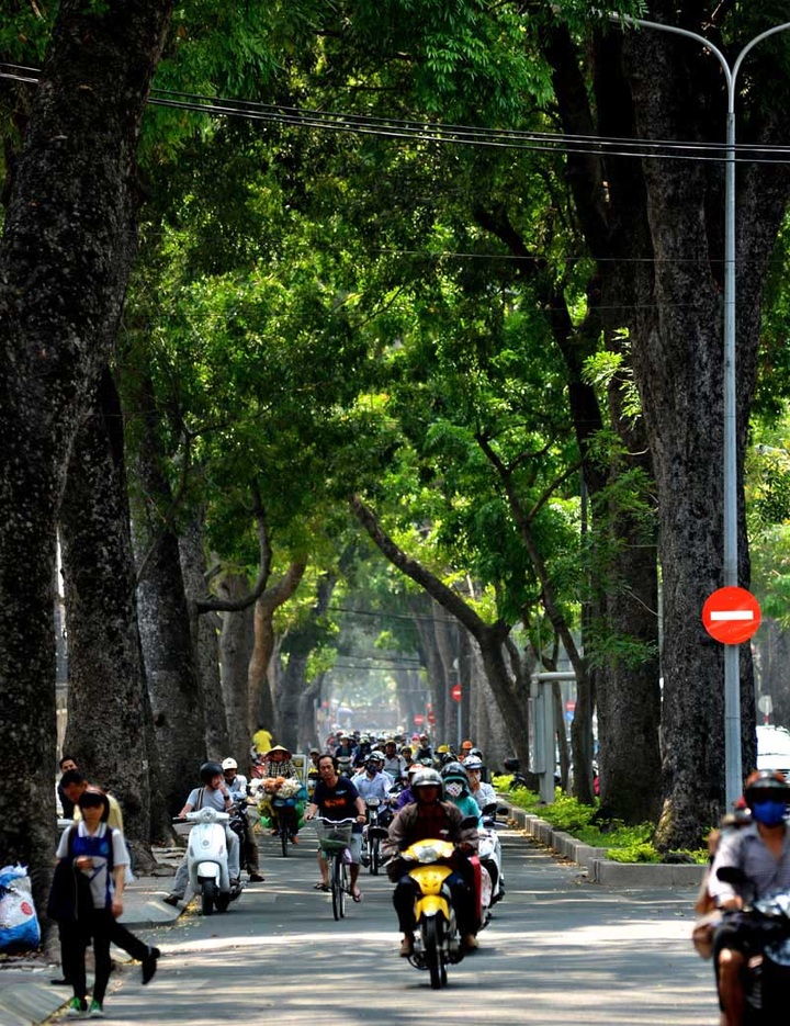 HCM City to lose iconic 150 old trees for bridge construction - 3