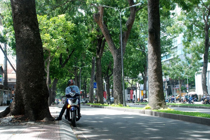 HCM City to lose iconic 150 old trees for bridge construction - 6