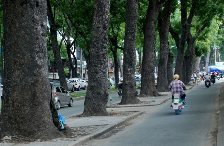 HCM City to lose iconic 150 old trees for bridge construction - 8