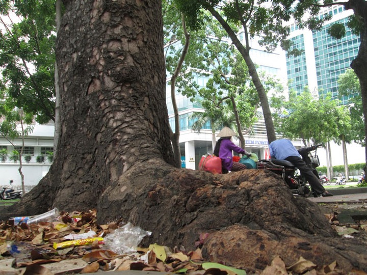HCM City to lose iconic 150 old trees for bridge construction - 7