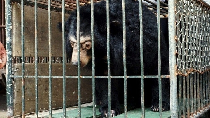 Microchips re-implanted in 200 captive bears in Hanoi - 1 Microchips re-implanted in 200 captive bears in Hanoi - 1