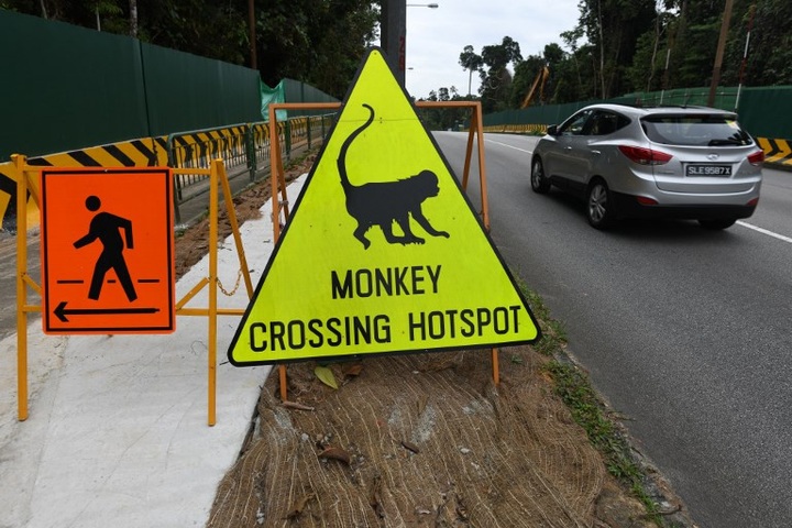 Singapore eco-tourism plan sparks squawks of protest - 1