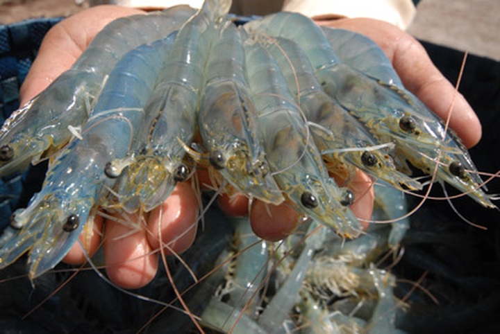 Shrimp exporters win top world award - 1