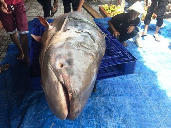 Mekong Catfish sold to HCM City restaurant - 2