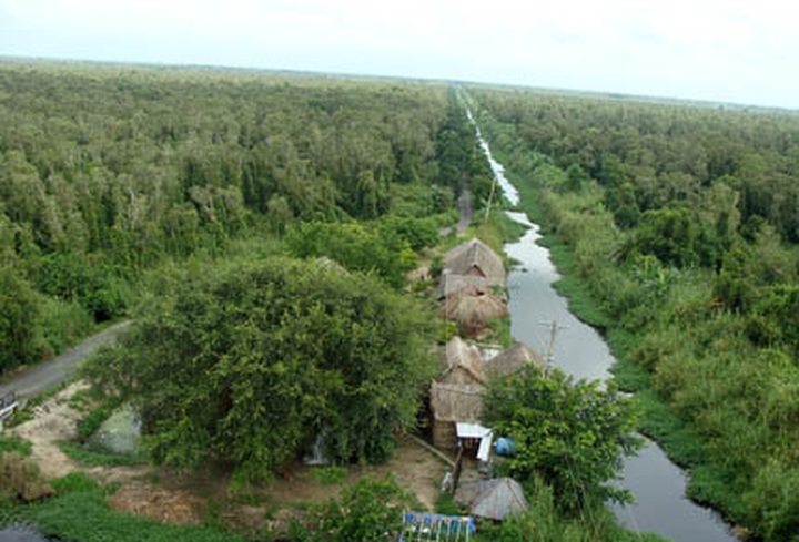 Wildlife thrives in Ca Mau forest - 2