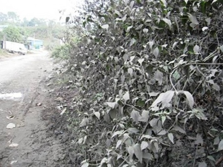 Copper mine inflicts misery in Lao Cai - 1