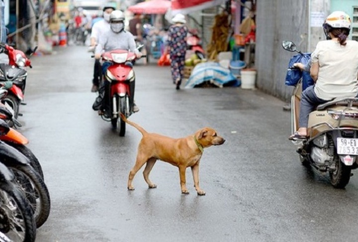 Dog management regulations proposed for Hanoi - 1