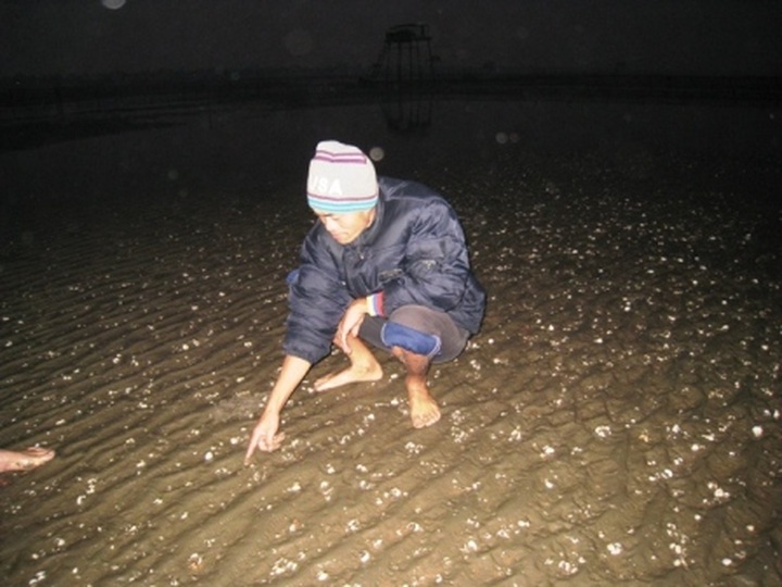 Massive blight leaves oysters in major debt - 1