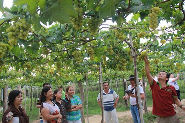 Ninh Thuan halts Grapes and Wine Festival to deal with drought - 1