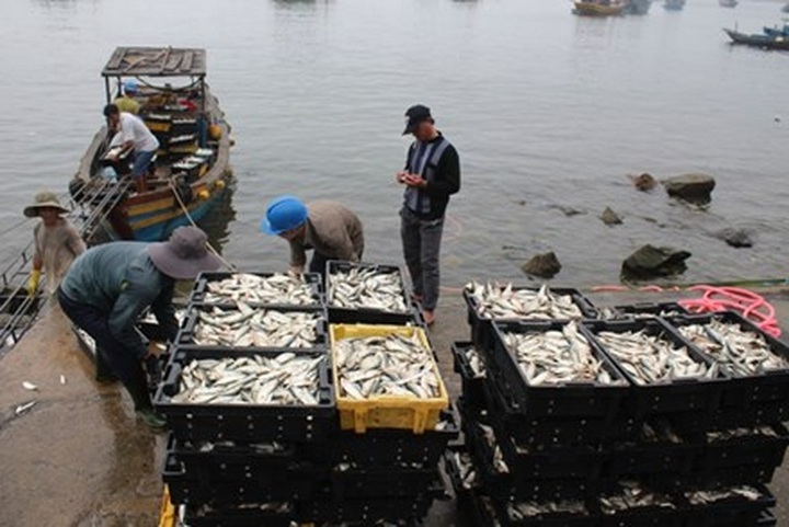 Fishermen dismiss Formosa pollution rumour - 1 Fishermen dismiss Formosa pollution rumour - 1