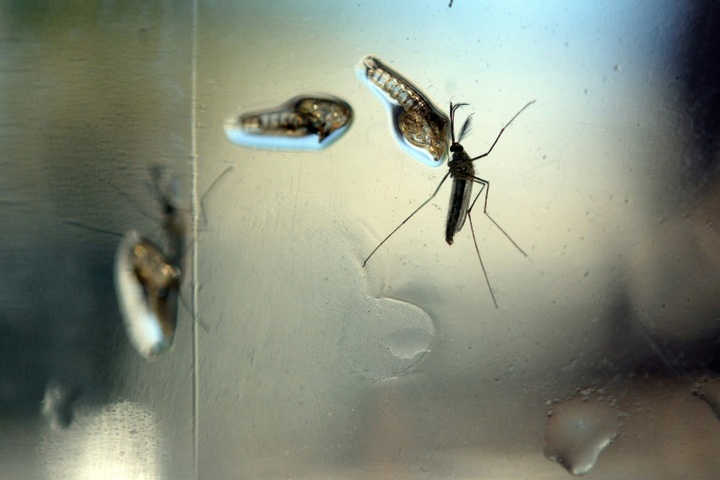 Zika virus likely to spread in Asia Pacific: WHO - 1