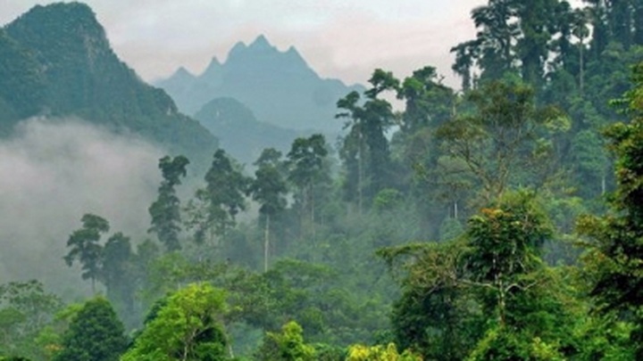 Vietnam keen to develop special-use forest - 1
