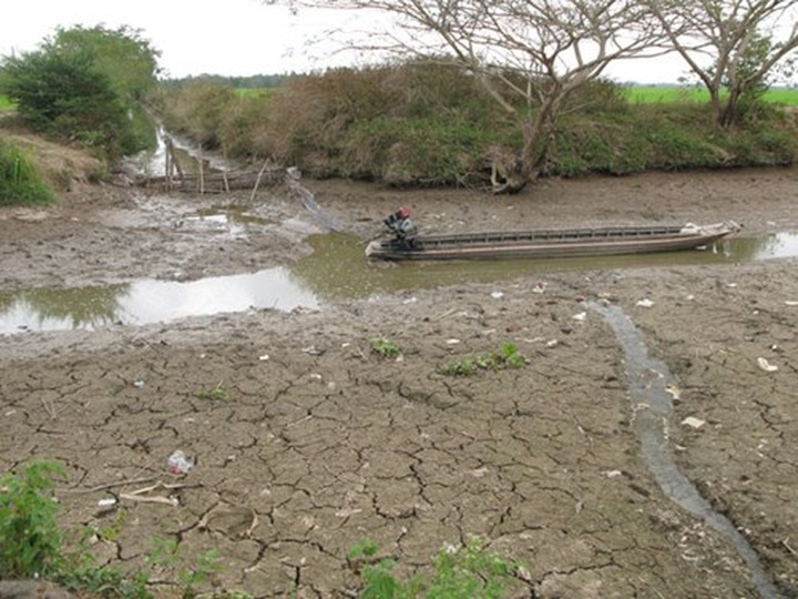 Seawater encroaches on farm land in Soc Trang - 1