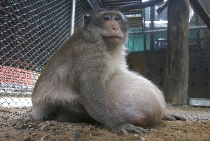 Thailand's chunky monkey on diet after gorging on junk food - 1