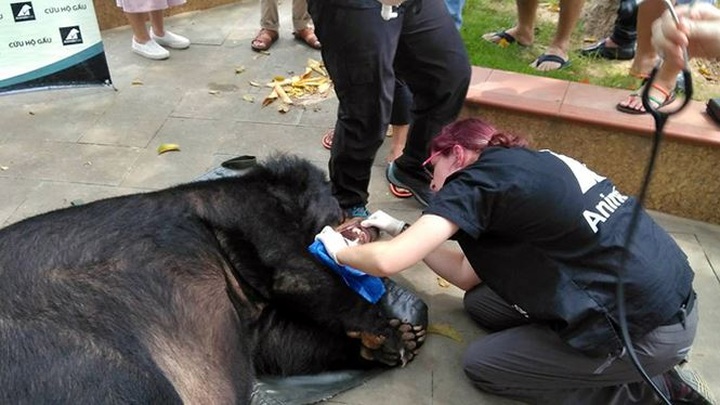 Local donates Tibetan bear to rescue centre - 1 Local donates Tibetan bear to rescue centre - 1