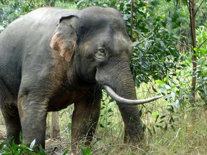 Declining forested land triggers elephant conflict - 1 Declining forested land triggers elephant conflict - 1