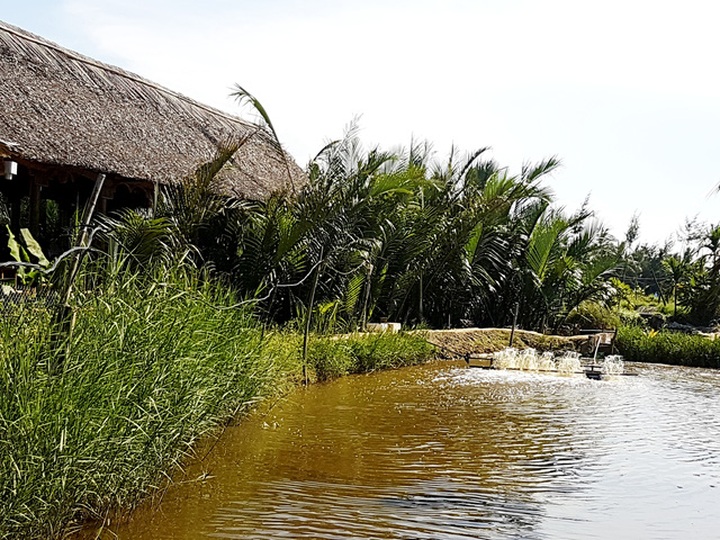 Hoi An coconut grove partially destroyed by tourism services - 2