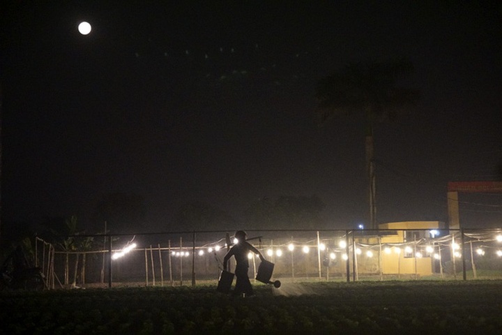 Hanoi flower village sparkles at night - 3