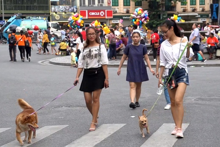 Unmuzzled dogs still found on Hanoi pedestrian streets - 3