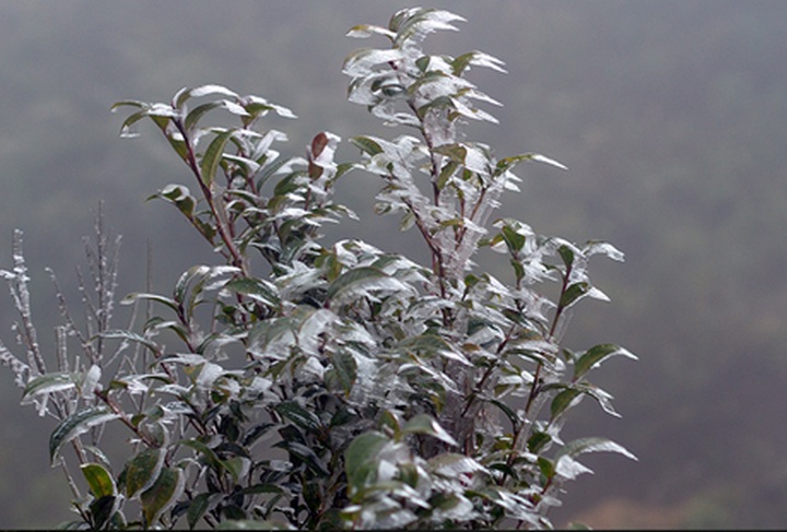 Cold spell threatens Sapa livestock - 3