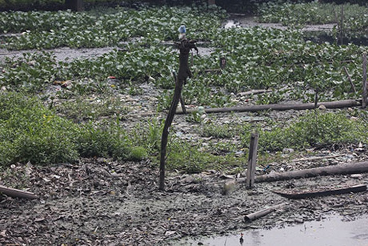 Proliferation of restaurants around West Lake causes pollution - 3 Proliferation of restaurants around West Lake causes pollution - 3