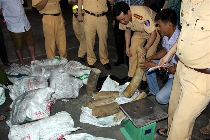 Project to stop illegal ivory trade launched in HCM City - 1