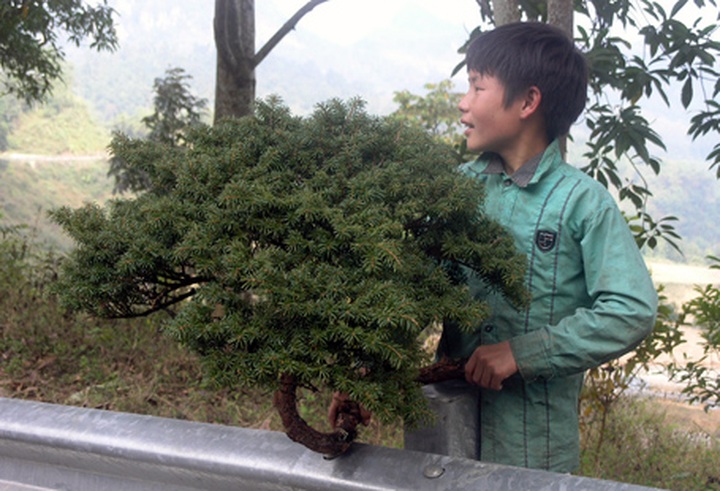 Rare trees sold as Tet decorations in Sapa - 2