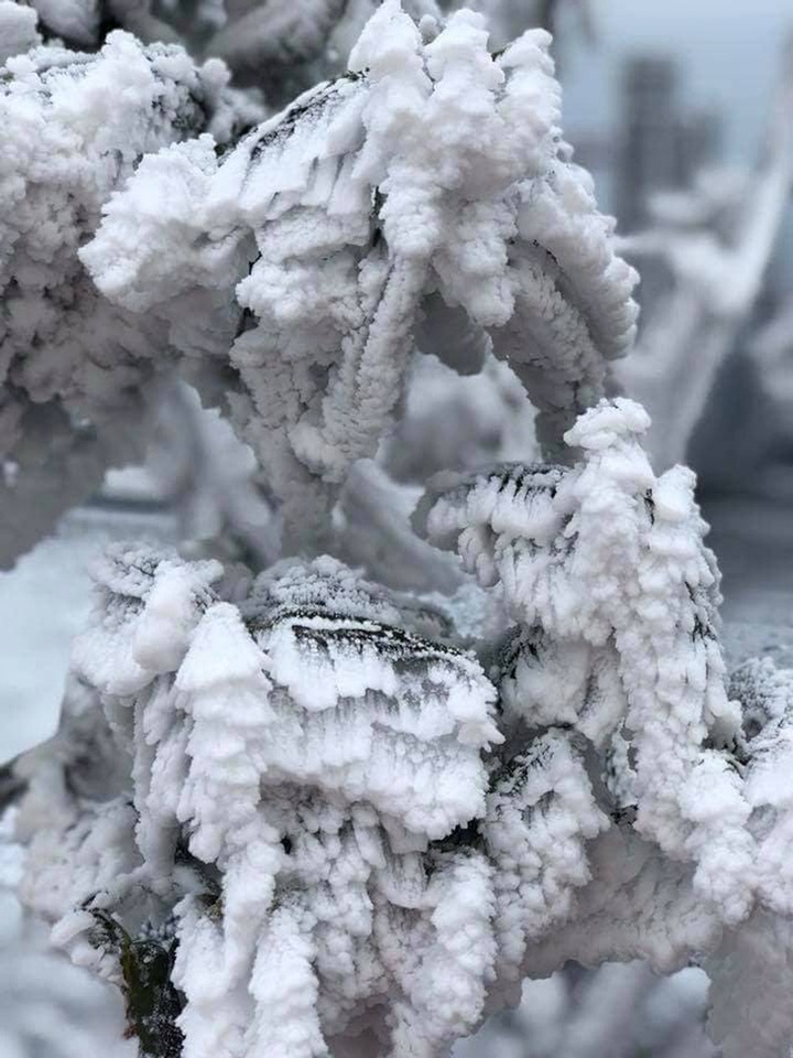 Frost suddenly appears at Mount Fansipan - 3 Frost suddenly appears at Mount Fansipan - 3