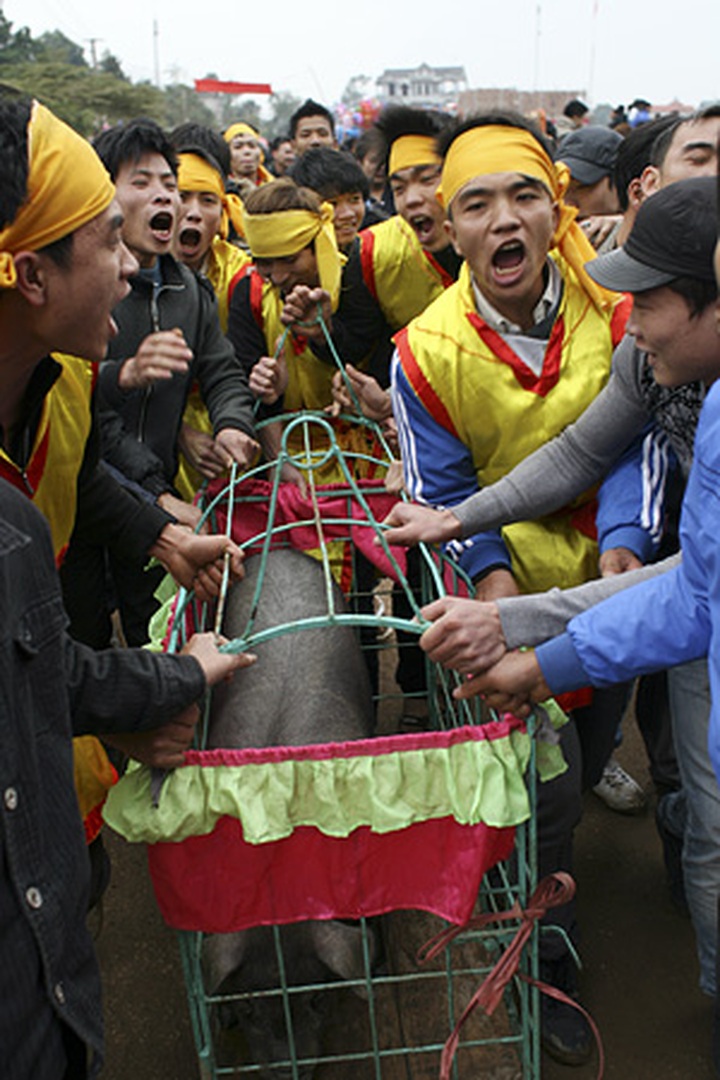 Pig hunting festival in Phu Tho Province - 3 Pig hunting festival in Phu Tho Province - 3