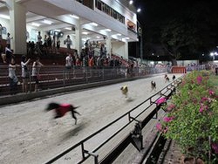 Seeing thrilling greyhound races in Vung Tau - 3 Seeing thrilling greyhound races in Vung Tau - 3