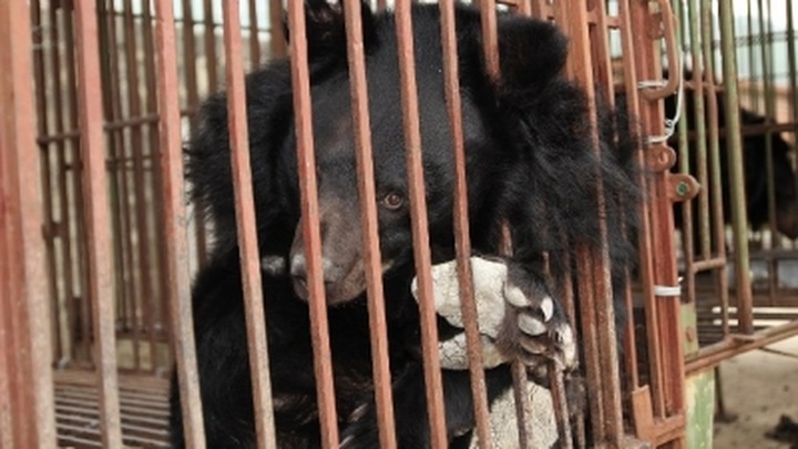 ENV summarises 10 years of fight against bear farming in Viet Nam - 1