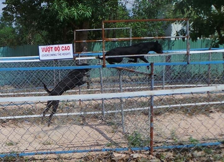 Exciting dog racing in Phu Quoc - 2 Exciting dog racing in Phu Quoc - 2