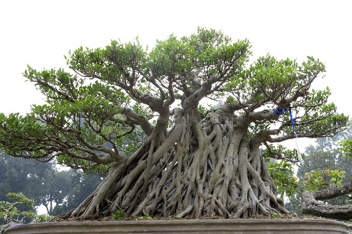 Rare bonsai exhibition in Hanoi - 3 Rare bonsai exhibition in Hanoi - 3