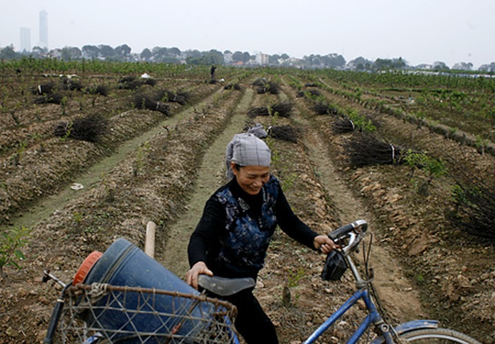Peach orchards threatened by urbanisation - 3
