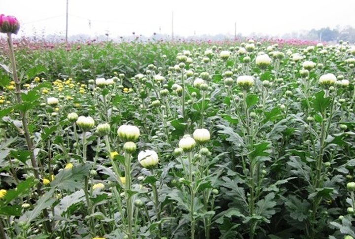 Phu Van flower village before Tet - 7