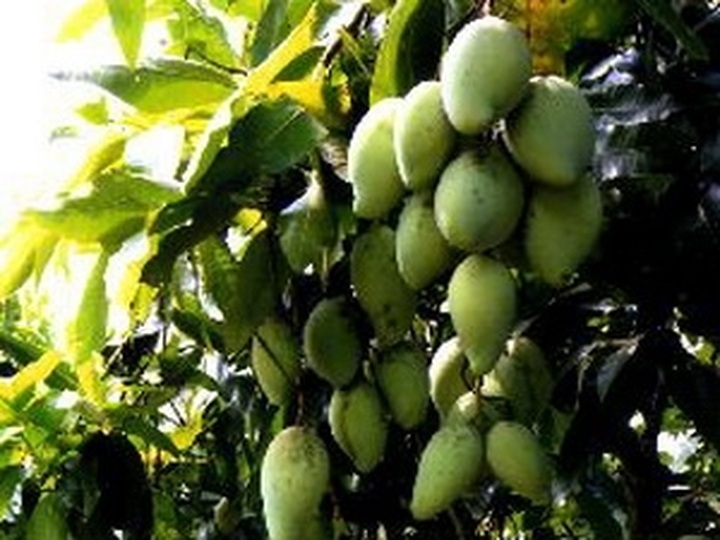 VietGAP pilot models reap good results - 1