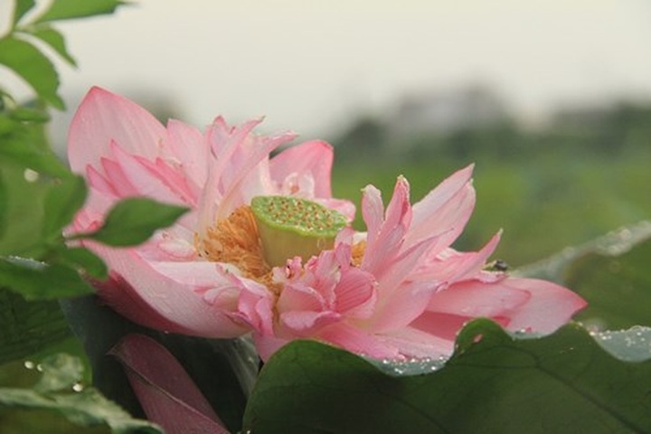Hanoi’s lotus tea-making art - 10