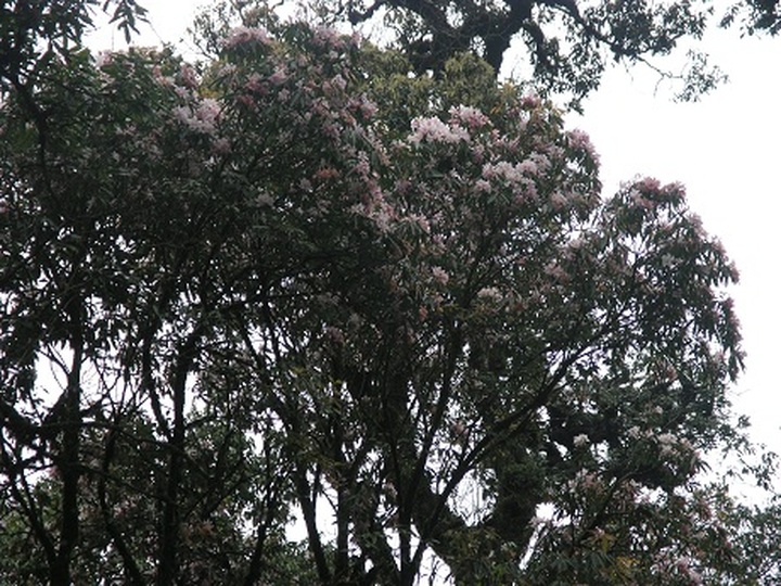 Rare plants make Hoang Lien National Park attractive to visitors - 2 Rare plants make Hoang Lien National Park attractive to visitors - 2