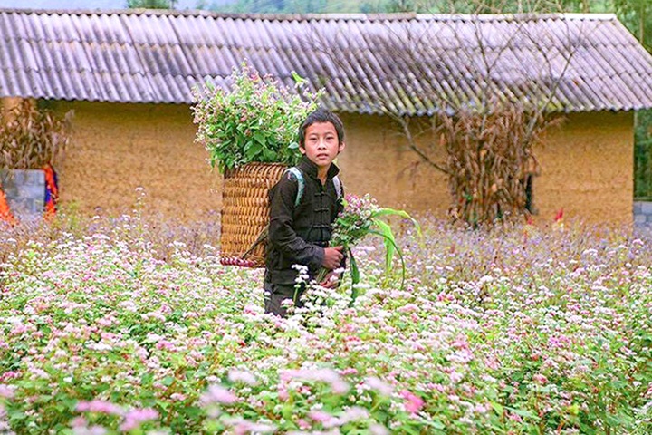 Buckwheat flowers bloom in Ha Giang - 8