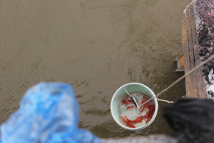 Carp released on Kitchen Gods' Day - 3
