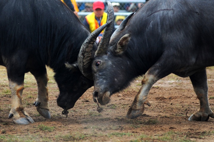 First buffalo fighting festival in Hanoi - 4 First buffalo fighting festival in Hanoi - 4