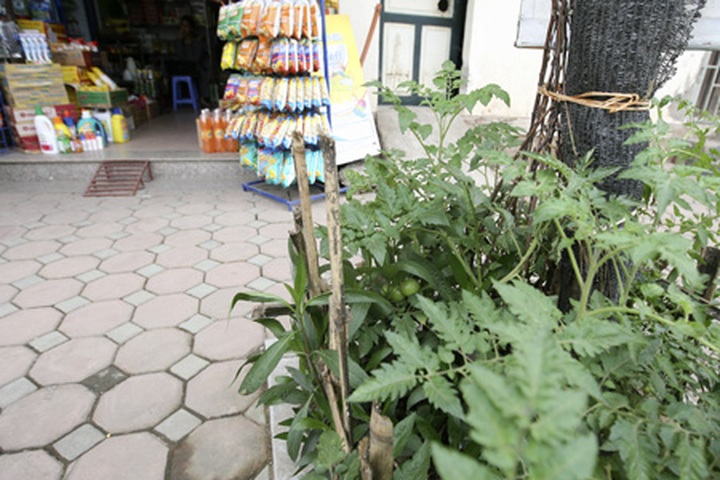 Hanoians opt for safer vegetable options - 4 Hanoians opt for safer vegetable options - 4